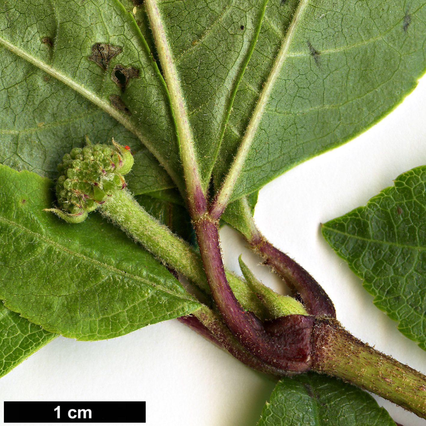 High resolution image: Family: Araliaceae - Genus: Eleutherococcus - Taxon: leucorrhizus - SpeciesSub: var. leucorrhizus High resolution image: Family: Araliaceae - Genus: Eleutherococcus - Taxon: leucorrhizus - SpeciesSub: var. leucorrhizus